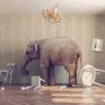 TheElephantInTheRoom